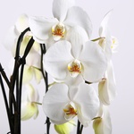 Orchid phalaenopsis cascade with 3 branches