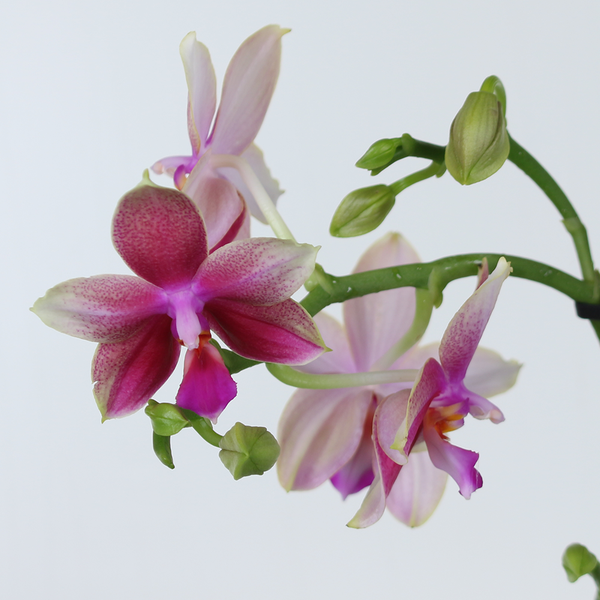 Phalaenopsis (Phal Liodoro)