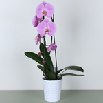 Орхидея каскад мультиколор