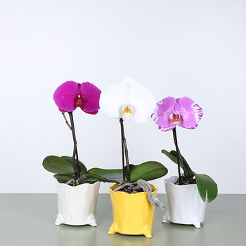 Phalaenopsis orchid flower mix