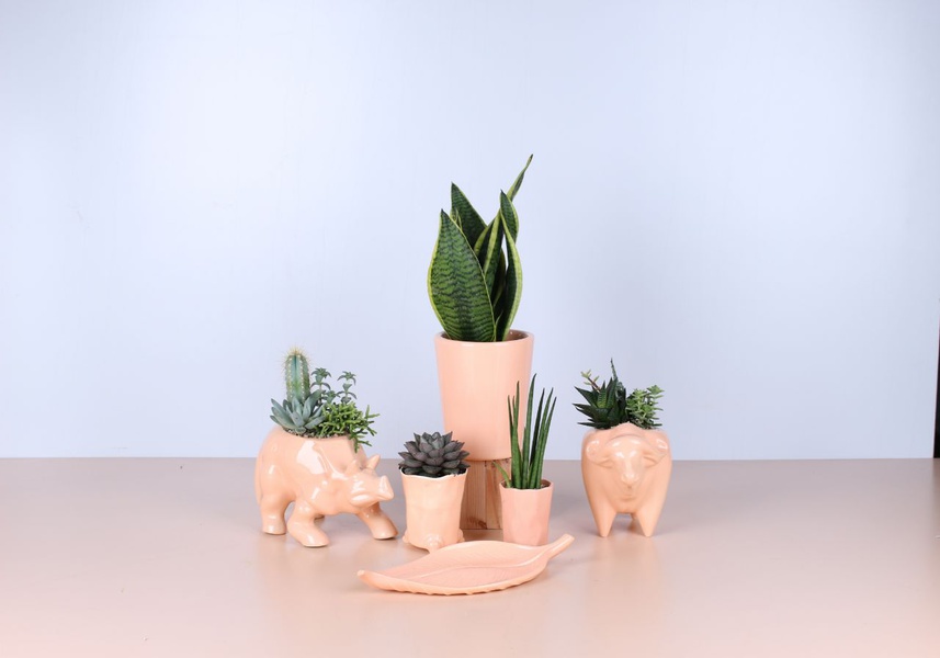 Set of plants in a ceramic pot