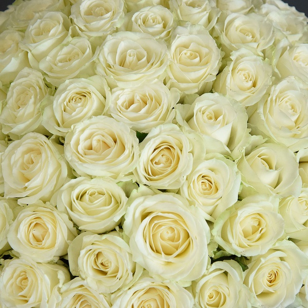 Букет з 101 білої троянди