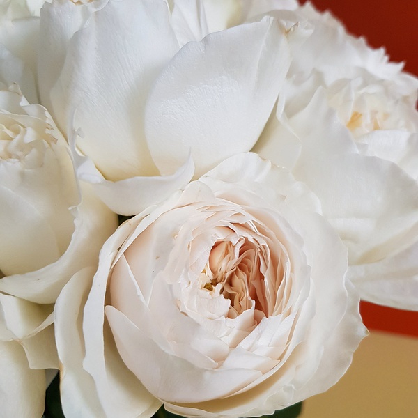 Букет з 25 піоновидних троянд
