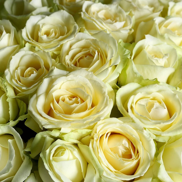 Букет из 51 белой розы Аваланч