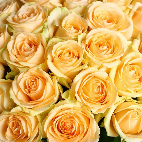 Bouquet of 51 peach roses Avalanche