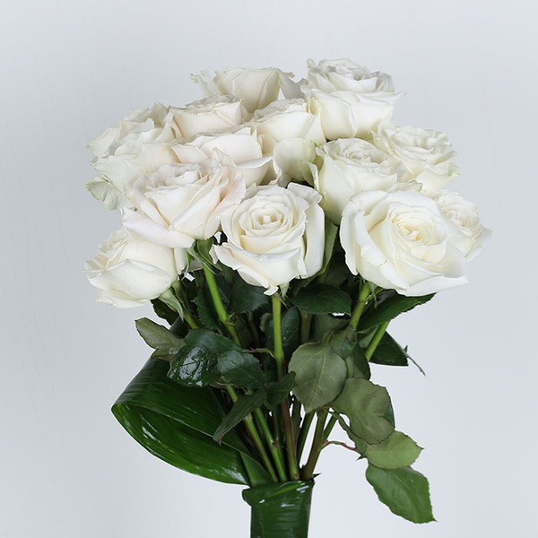 Bouquet of 15 Playa Blanca roses
