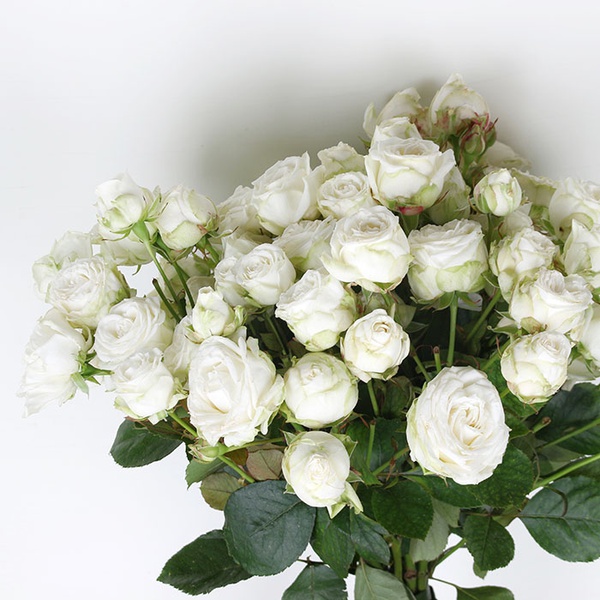Bouquet of 15 white spray roses "Daughter"