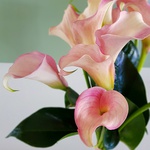 Bouquet of 9 pale pink calla lilies