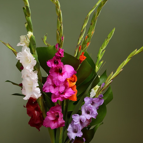 Bouquet of 9 gladioli