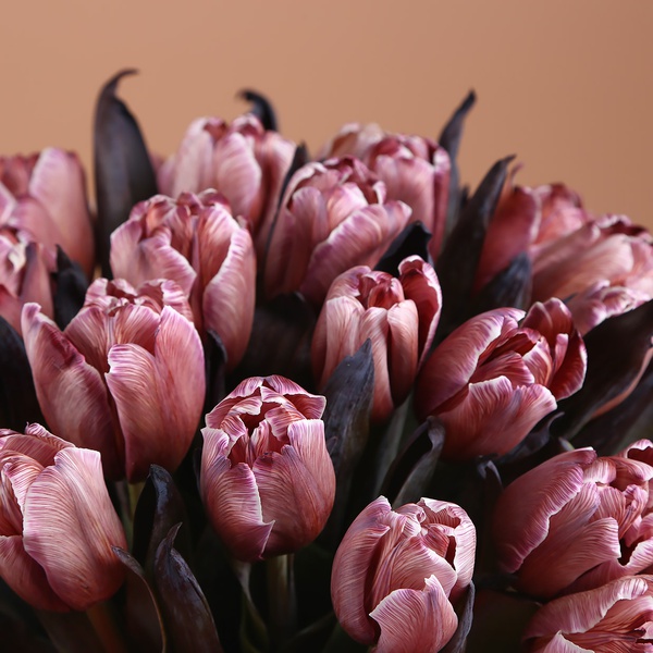 Bouquet of 35 Brownie tulips