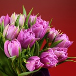 Букет из 15 фиолетовых пионовидных тюльпанов