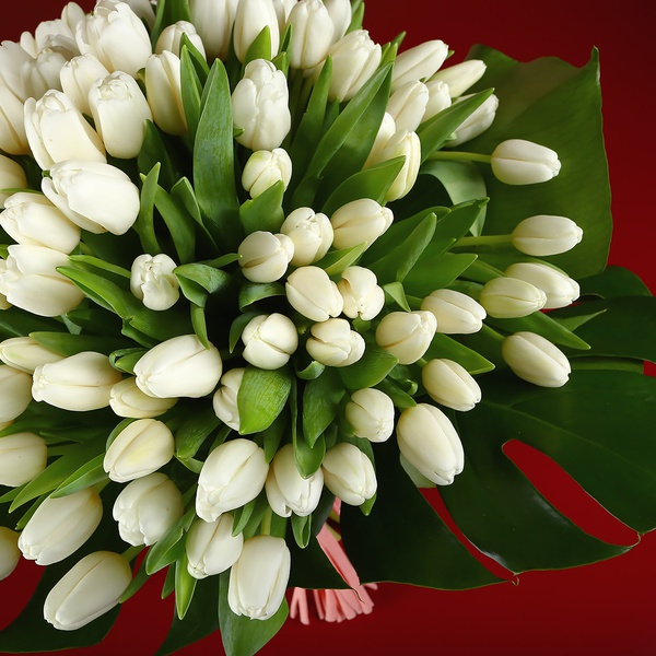 Букет з 101 білих тюльпанів