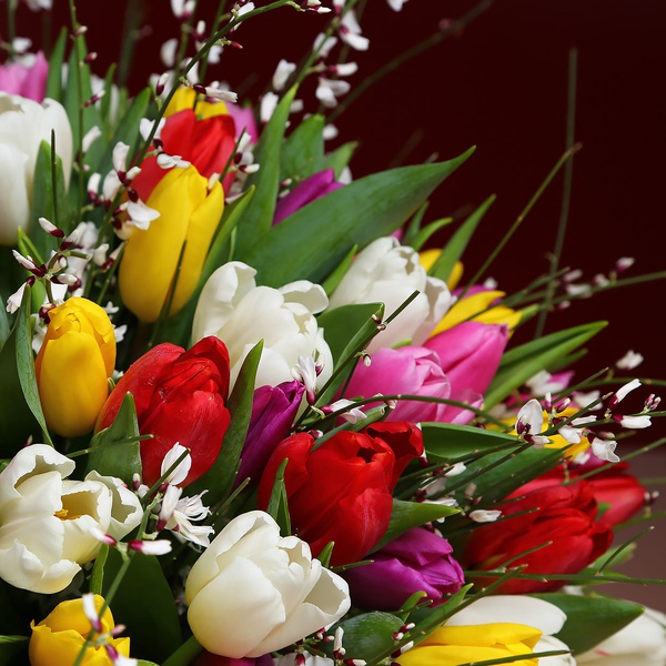 Bouquet of 15 tulips mix and ginestra