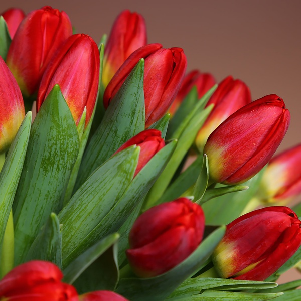 Букет з 51 червоних тюльпанів