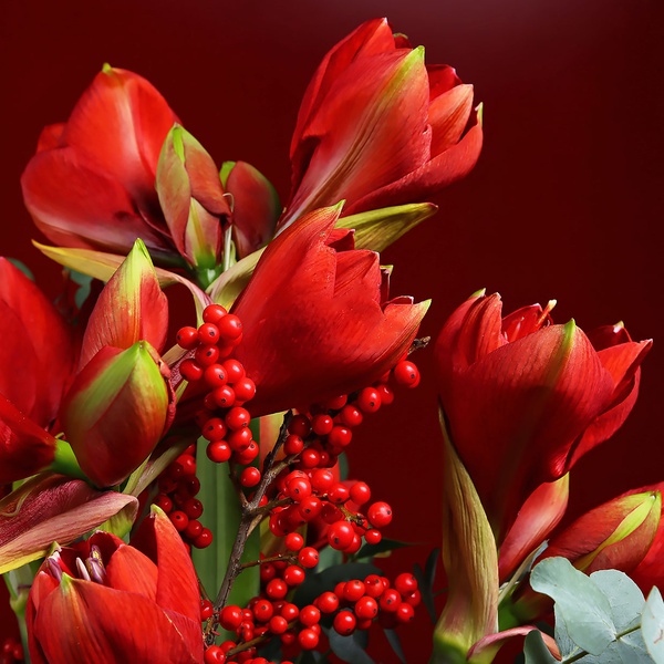 Bouquet of red amaryllis