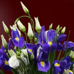 Bouquet of irises and eustoma