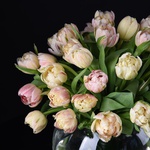 Bouquet of 35 peony tulips in a vase