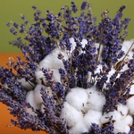 Bouquet of lavender and cotton