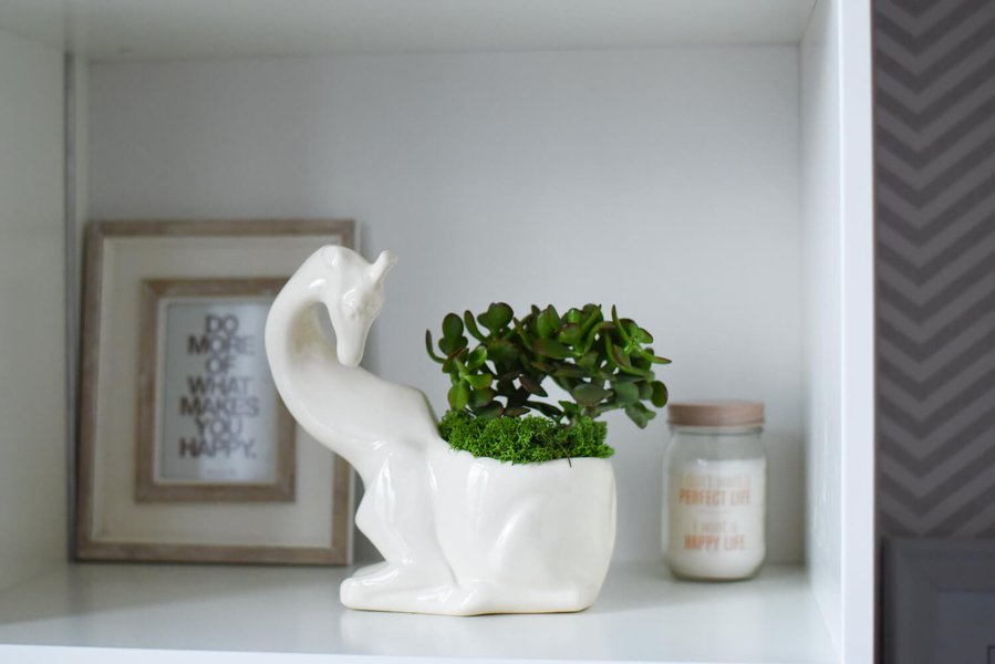 Animal Land Glossy Collection