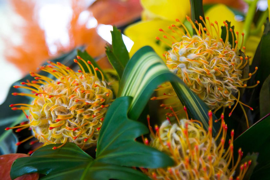 Interior floral arrangements at Borispol airport July 2019