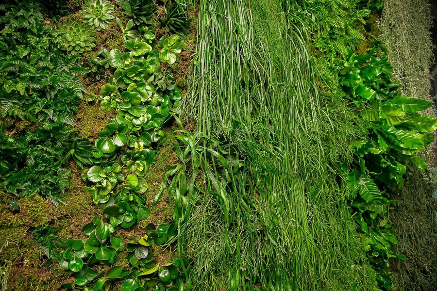 Plant Walls