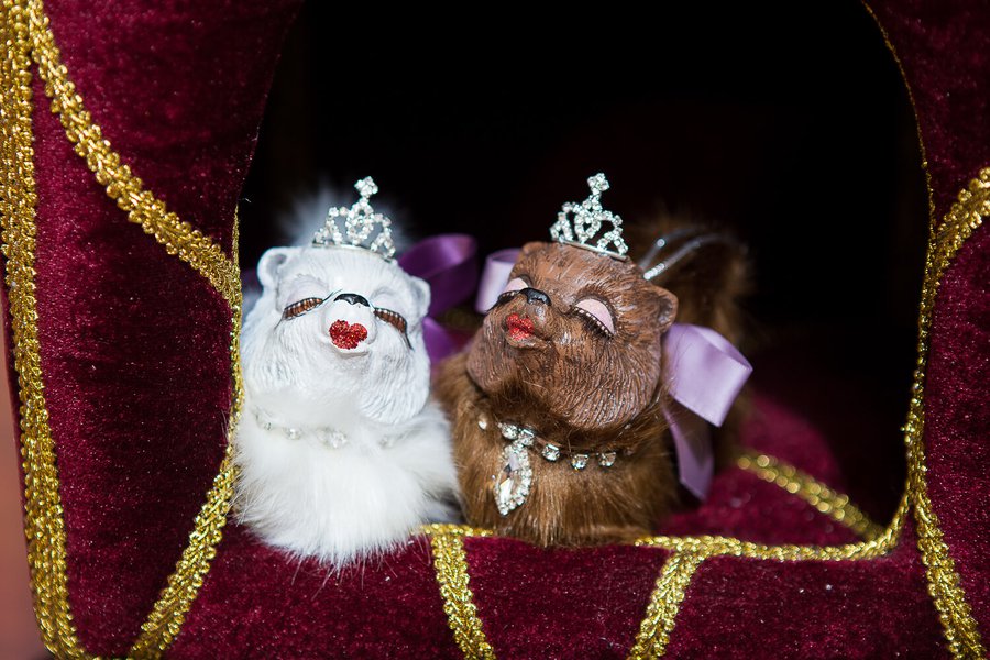 Колекція Fashion dogs