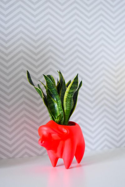 Animal Land Glossy Collection