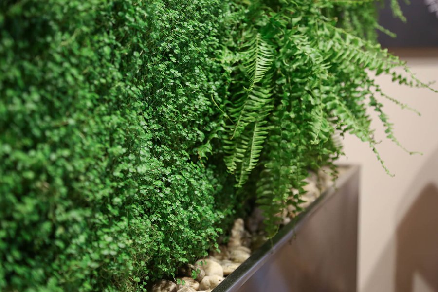 Озеленение ресторана VAPIANO