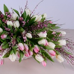 Composition of 101 white-pink tulips in a vase