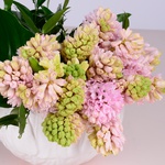 Hyacinths in an a vase bowl