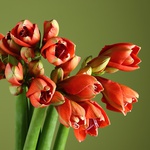 Коралловые амариллисы в вазе