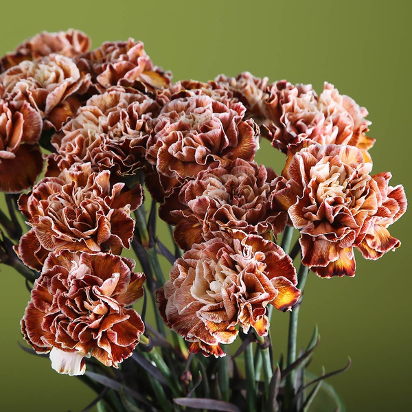 Brown carnation in a vase