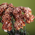 Brown carnation in a vase