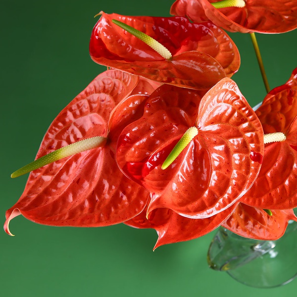 Orange anthuriums in a vase