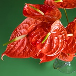 Orange anthuriums in a vase