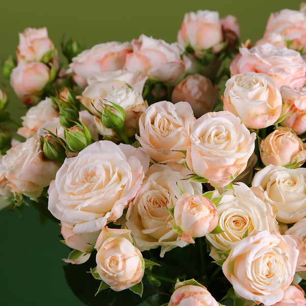Bombastic roses in a vase