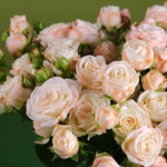 Bombastic roses in a vase