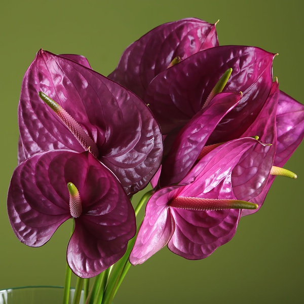 Purple anthuriums in a vase