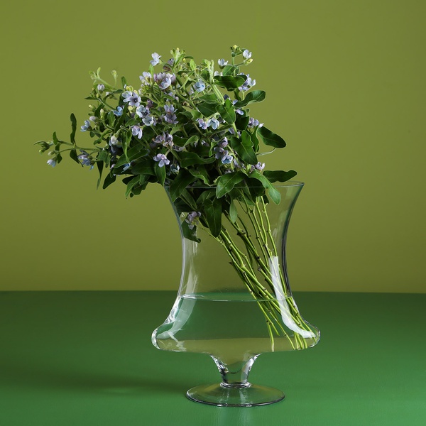 Oxypetalum in a vase
