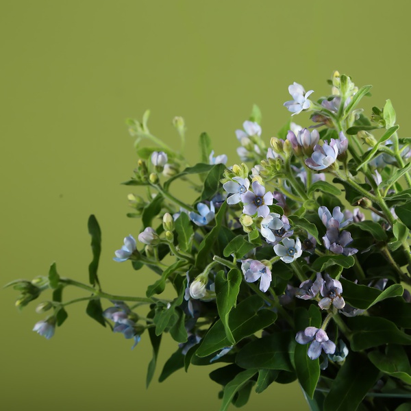 Oxypetalum in a vase
