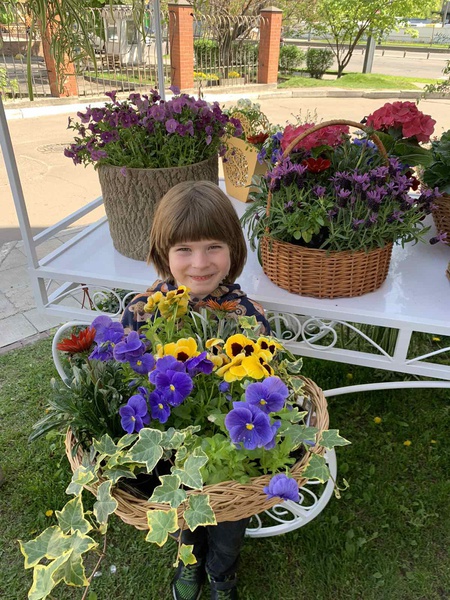 Composition in a basket of pansies, ivy and gazania