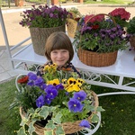 Composition in a basket of pansies, ivy and gazania