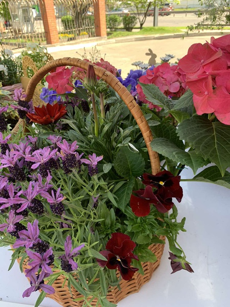 Composition in a basket of pansies, ivy and gazania
