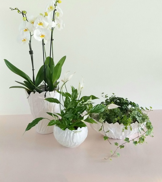 Набір тріо ваз з рослинами "Botanical touch"