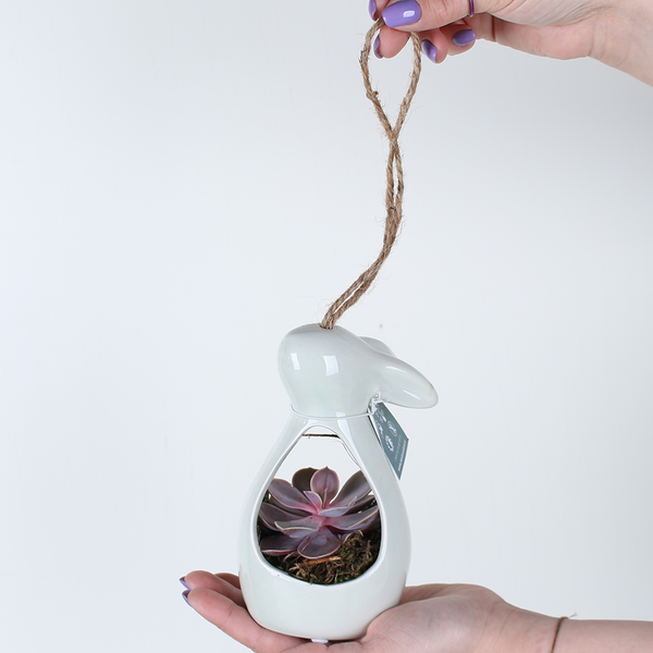 Echeveria in a ceramic bunny