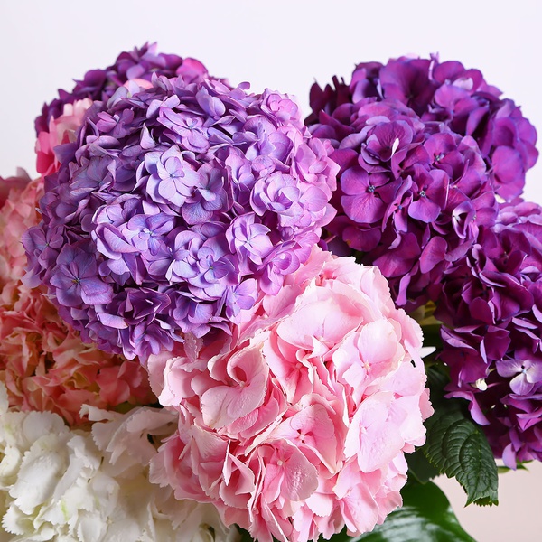 Bouquet of 15 hydrangeas mix