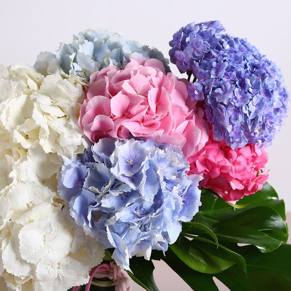 Bouquet of 7 mix hydrangeas