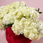 The arrangement «White Velvet»
