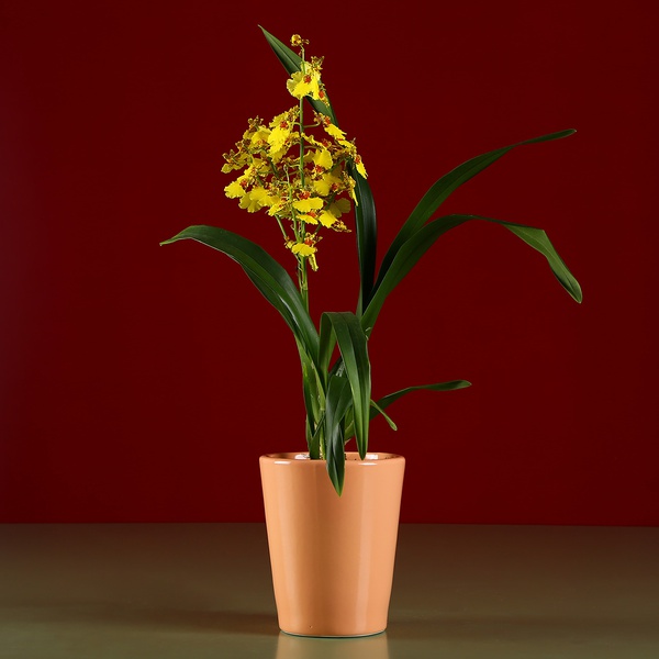 Orchid pot peach