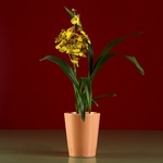 Orchid pot peach